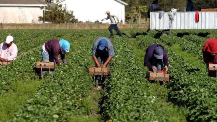 Agricoltura, Cgil Campania: “Ora regolarizzazione migranti”