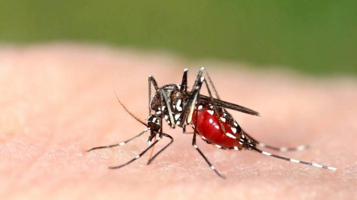 Le zanzare trasmettono il Coronavirus? La risposta dell’Istituto Superiore di Sanità