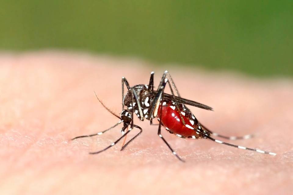 Le zanzare trasmettono il Coronavirus? La risposta dell’Istituto Superiore di Sanità